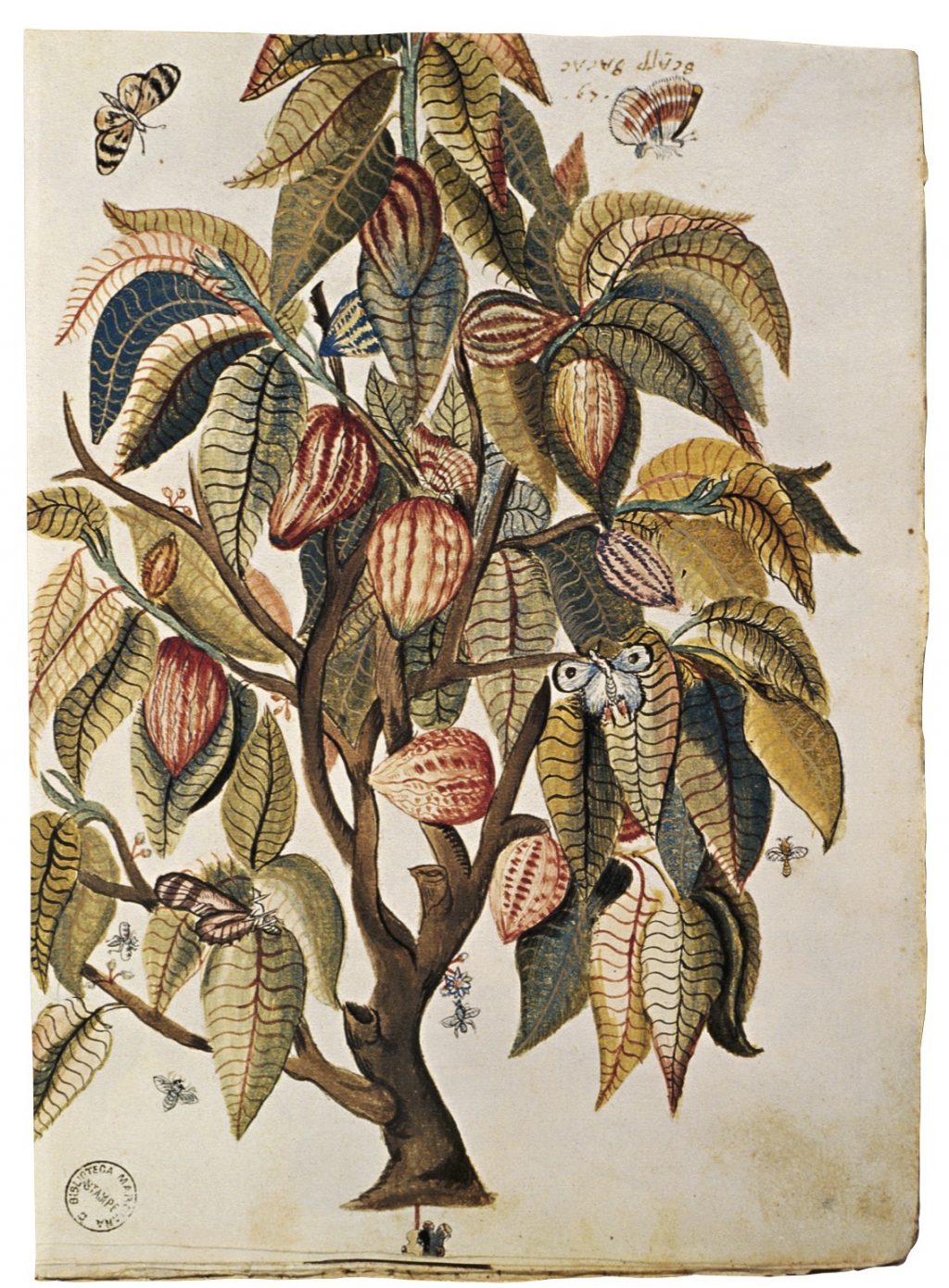Erbolario's plant illustration 