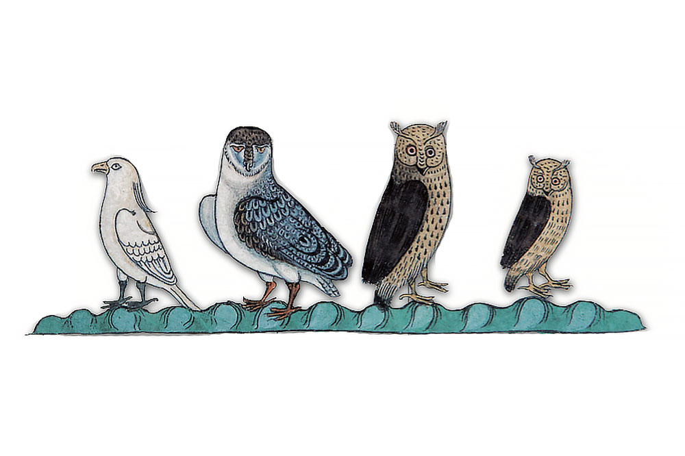 F. 31v. Two owls, one male and one female, a tawny owl, and a white bird of prey.