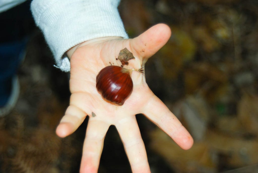 Chestnut harvest
