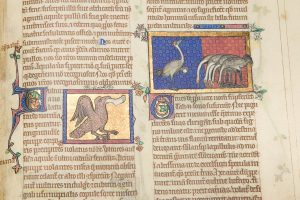 Illuminations of the Peterborough Bestiary