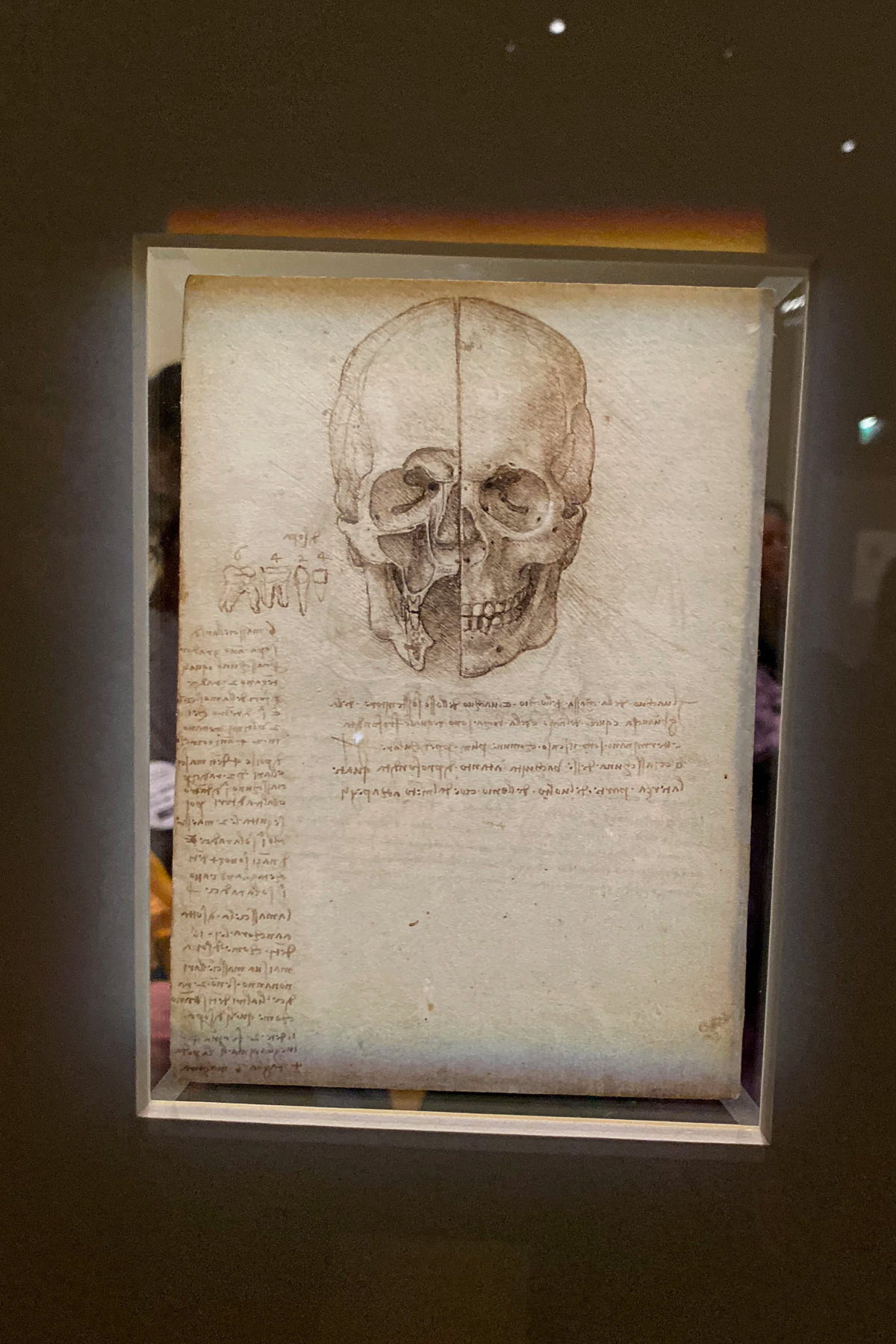 Leonardo da Vinci Exhibition in the Louvre Museum: The Skull