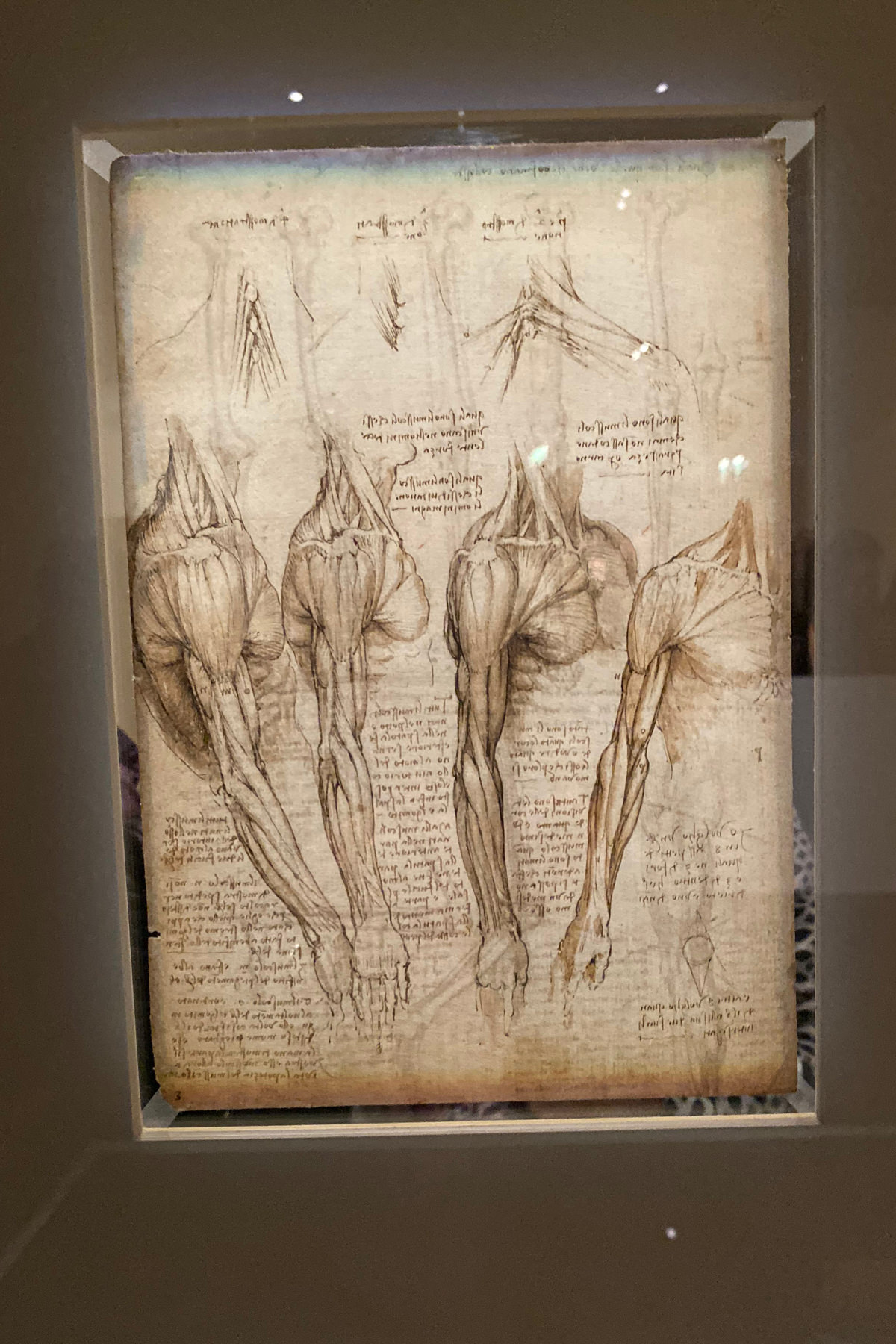 Leonardo da Vinci Exhibition in the Louvre Museum: Sketch for Muscles and Skeletons