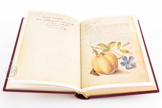 Model Book of Calligraphy, Los Angeles, The Getty Museum, Ms. 20 (86. MV. 527) − Photo 1