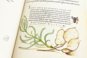 Model Book of Calligraphy, Los Angeles, The Getty Museum, Ms. 20 (86. MV. 527) − Photo 4