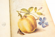 Model Book of Calligraphy, Los Angeles, The Getty Museum, Ms. 20 (86. MV. 527) − Photo 13