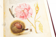 Model Book of Calligraphy, Los Angeles, The Getty Museum, Ms. 20 (86. MV. 527) − Photo 20