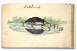Book on Fishes, Birds, and Mammals by Leonhard Baldner Facsimile Edition
