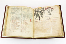 Dioscorides Neapolitanus Facsimile Edition